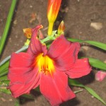 IMG_4174