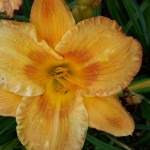 20160803_164751
