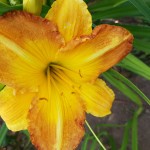 20180719_155828
