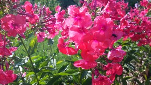 20160728_170410