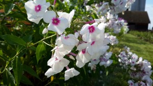 20160728_170818