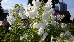 20160728_171014