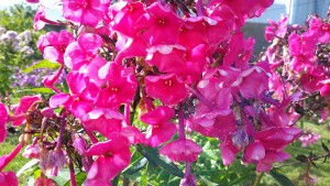 20160728_171444