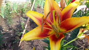 20160728_180720