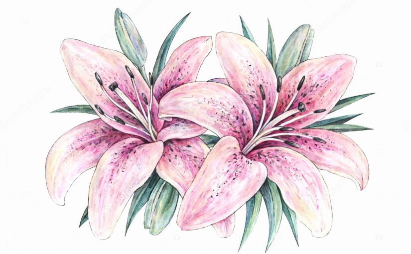 flower drawing lily Awesome Pink lily flowers isolated on white background Watercolor